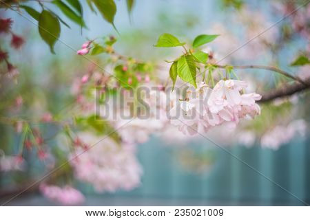 Blooming Sakura Trees