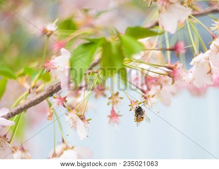 Blooming Sakura Trees