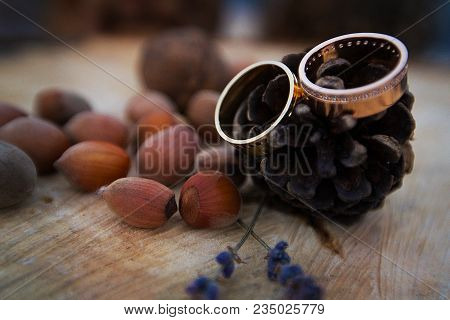 Wedding Rings On A Fir Cone Jn A Tree