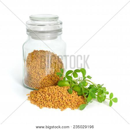 Fenugreek Seed With Sprout. (trigonella Foenum-graecum) Isolated.
