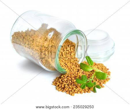 Fenugreek Seed With Sprout. (trigonella Foenum-graecum) Isolated