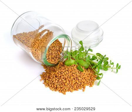Fenugreek Seed With Sprout. (trigonella Foenum-graecum) Isolated.