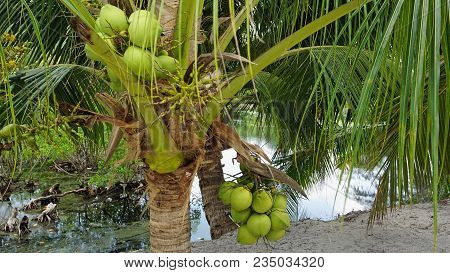 Tropical Green Pond