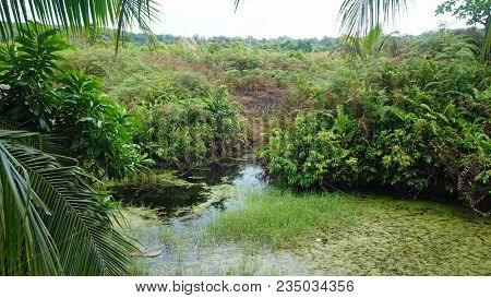 Tropical Green Pond