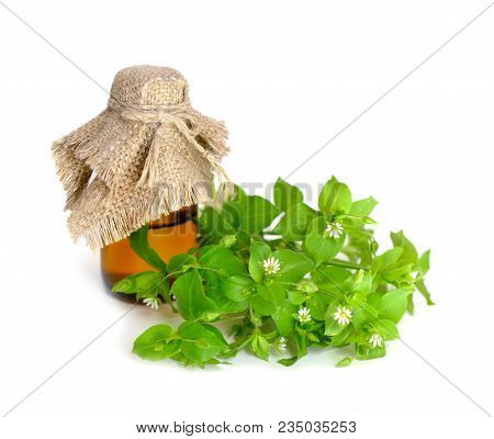 Stellaria Flowers With Pharmaceutical Bottle. Isolated On White Background.