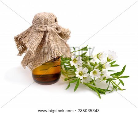Cerastium (mouse-ear Chickweed) With Pharmaceutical Bottle. Isolated On White Background.