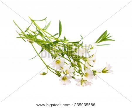 Cerastium (mouse-ear Chickweed). Isolated On White Background.