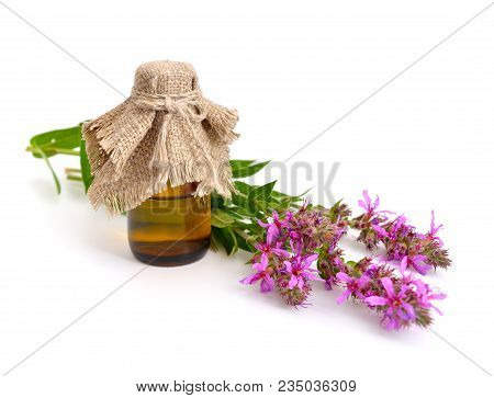 Lythrum Salicaria, Purple Loosestrife, Spiked Loosestrife, Or Purple Lythrum. Isolated.