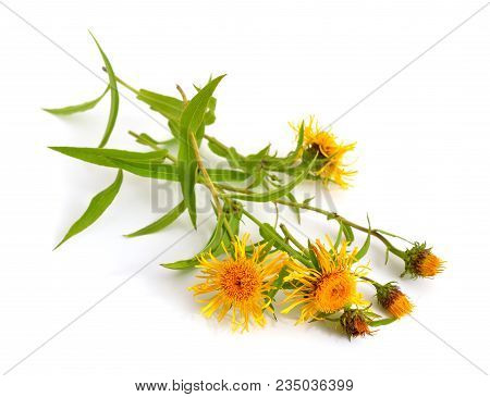 Inula Britannica, The British Yellowhead Or Meadow Fleabane