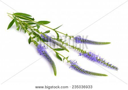 Veronica Longifolia, Known As Garden Speedwell Or Longleaf Speedwell. Isolated.
