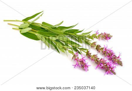 Lythrum Salicaria, Purple Loosestrife, Spiked Loosestrife, Or Purple Lythrum. Isolated.