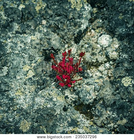 Red Moss, The Succulents On The Mountain Rocks