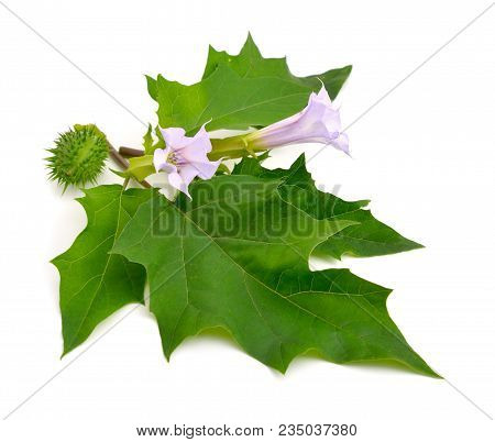 Datura, Daturas, Devil's Trumpets, Angel's Trumpets.