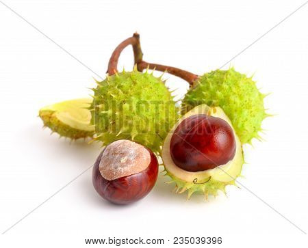 Horse-chestnut (aesculus) Fruits. Isolated On White Background