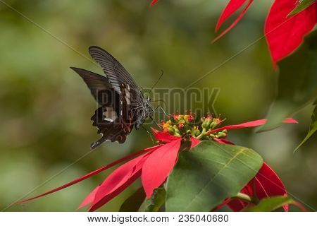 Common Mormon Butterfly (papilio Polytes Linnaeus), Sucking Nectar From Fully Bloomed Red Flower. Im
