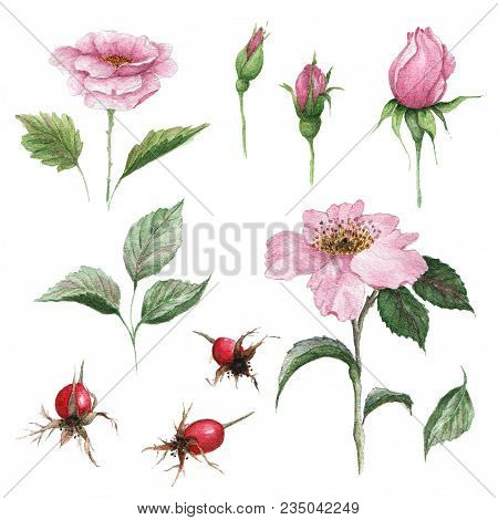 Watercolor Botanical Illustration Of Dogrose. Floral Set Of Pink Flowers, Buds, Leaves And Fruits. I