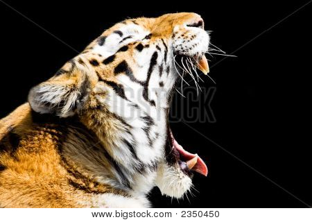 Tigre
