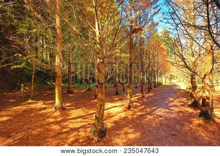 Dawn Redwood,metasequoia,beautiful Autumn Landscape Of Dawn Redwood Trees In A Sunny Day