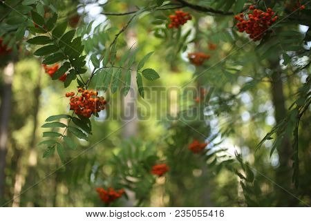 Ripe Red Rowanberies On Tree With Green Background
