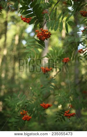 Ripe Red Rowanberies On Tree With Green Background