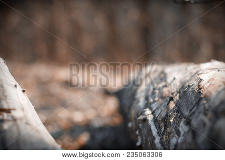 Log Close-up On A Blurred Background Of A Spring Forest, Selective Focus