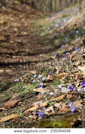 Hepatic Creeper, Also Hepatica Nobilis Schreb., Is A Perennial Low Herb Growing In Deciduous Forests