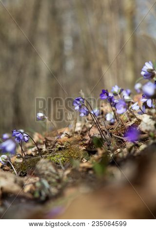 Hepatic Creeper, Also Hepatica Nobilis Schreb., Is A Perennial Low Herb Growing In Deciduous Forests