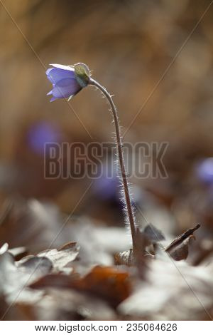 Hepatic Creeper, Also Hepatica Nobilis Schreb., Is A Perennial Low Herb Growing In Deciduous Forests