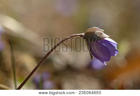 Hepatic Creeper, Also Hepatica Nobilis Schreb., Is A Perennial Low Herb Growing In Deciduous Forests