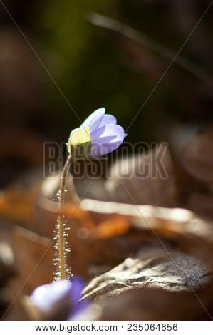 Hepatic Creeper, Also Hepatica Nobilis Schreb., Is A Perennial Low Herb Growing In Deciduous Forests