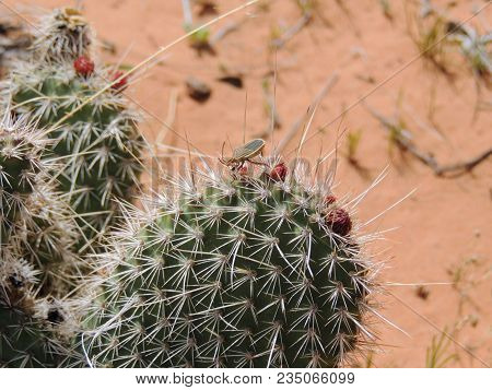 Close Up Macro On A True Bug (heteroptera Linnaeus) On Cactus Plant, Near St George Utah In South We