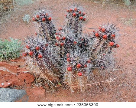 Close Up Macro View Of Fishhook Barrel (ferocactus Wislizeni) Cactus Plant, Near St George Utah In S