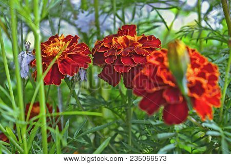 Tagetes In The Garden. Tagetes Garden Flowers.