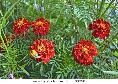 Tagetes In The Garden. Tagetes Garden Flowers.