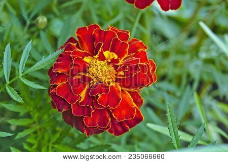 Tagetes In The Garden. Tagetes Garden Flowers.