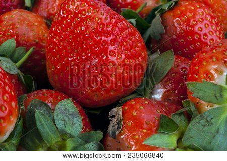 Background From Freshly Harvested Strawberries, Directly Above.  A Real Real Strawberry.