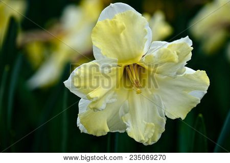 Yellow Daffodil Hybrid Flower. Roozengaard. Mt Vernon. Washington. Usa.