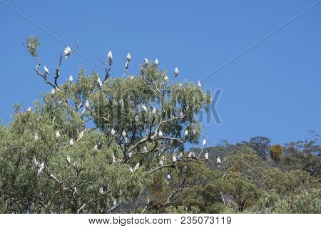 Large Numbers Of Little Corellas (cacatua Sanguinea) Congregating In The Township Of Melrose In Sout