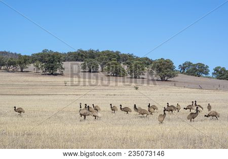 Wild Australian Native Mob Of Young Emus In Scrub Land Near Alligator Gorge In Wilmington, South Aus