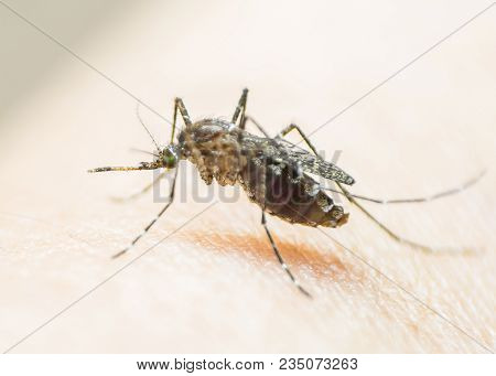 Aedes Aegypti Or Yellow Fever Mosquito Feeding Blood On Human Skin, Virus Carrier Spreading Dengue, 