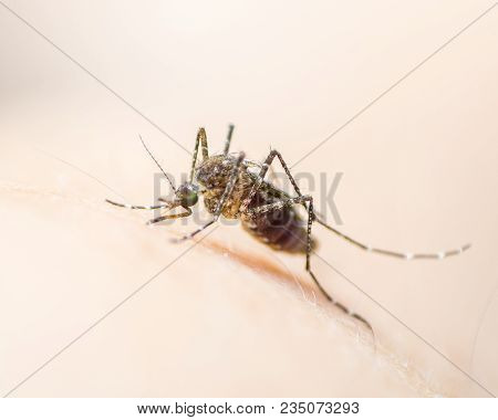 Aedes Aegypti Or Yellow Fever Mosquito Feeding Blood On Human Skin, Virus Carrier Spreading Dengue, 