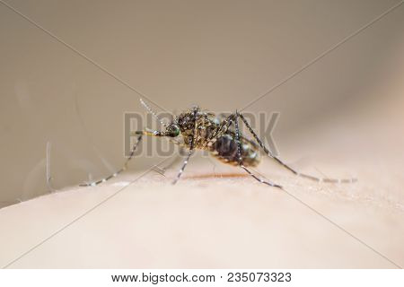 Aedes Aegypti Or Yellow Fever Mosquito Feeding Blood On Human Skin, Virus Carrier Spreading Dengue, 