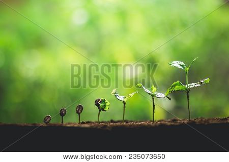 Coffee Seed Tree Sapling In Nature Green