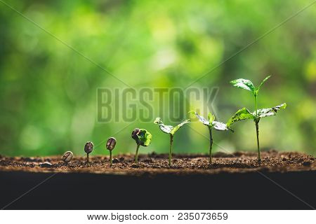 Coffee Seed Tree Sapling In Nature Green