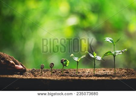 Coffee Seed Tree Sapling In Nature Green