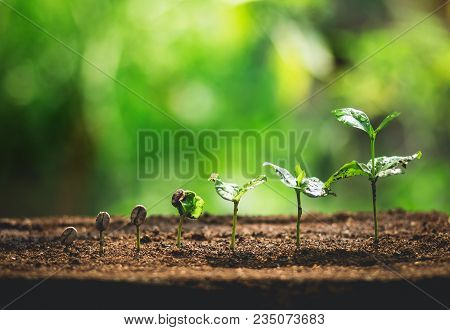 Coffee Seed Tree Sapling In Nature Green