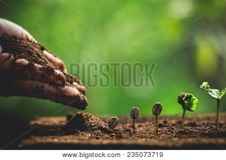 Coffee Seed Tree Sapling In Nature Green