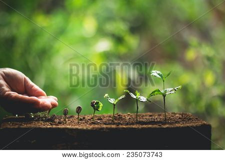 Coffee Seed Tree Sapling In Nature Green