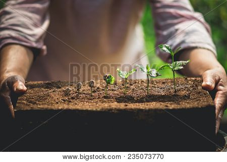 Coffee Seed Tree Sapling In Nature Green