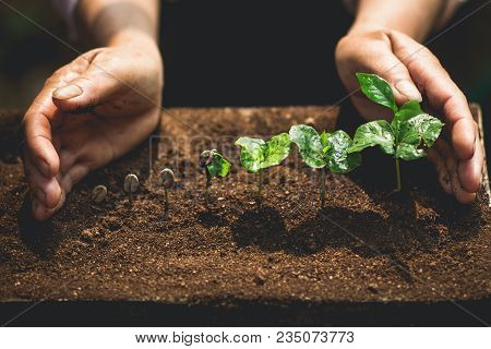 Coffee Seed Tree Sapling In Nature Green